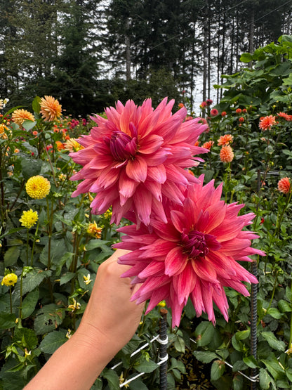 Sonic Bloom Dahlia Tuber