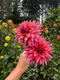 Sonic Bloom Dahlia Tuber