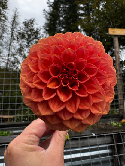 Ferncliff Apricot Dahlia Tuber