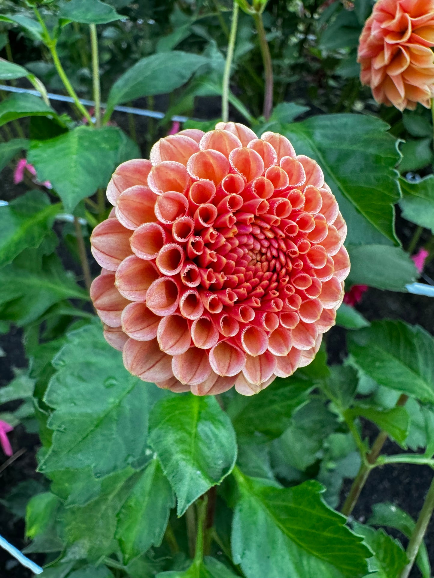 Amber Queen Dahlia Tuber