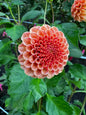 Amber Queen Dahlia Tuber