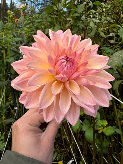 Scaur Swinton Dahlia Tuber