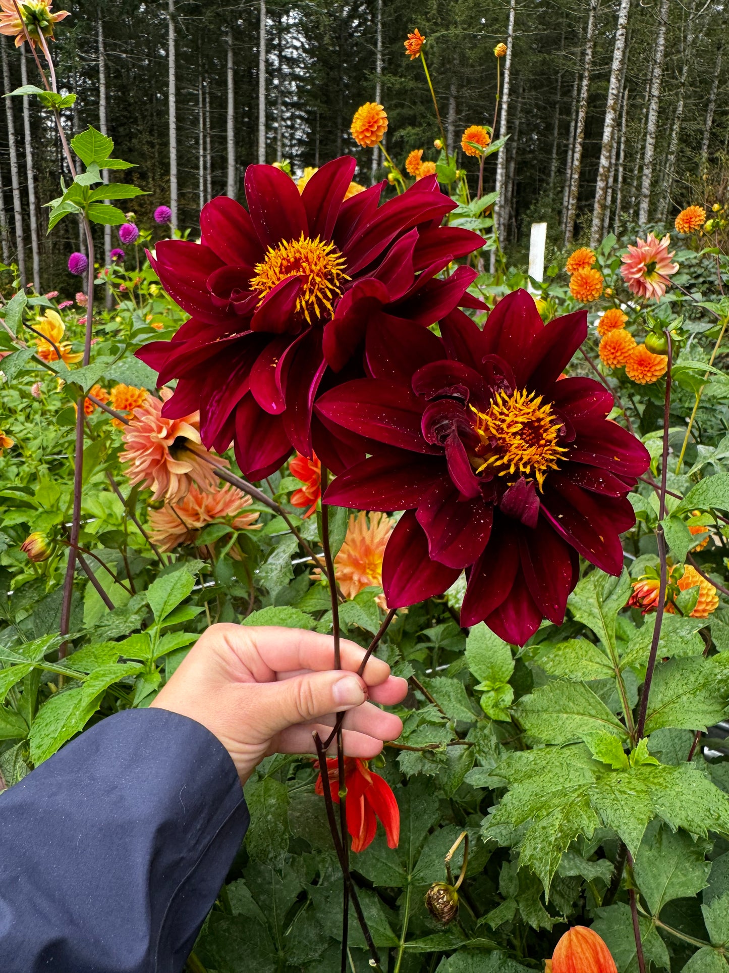 Soulman Dahlia Tuber