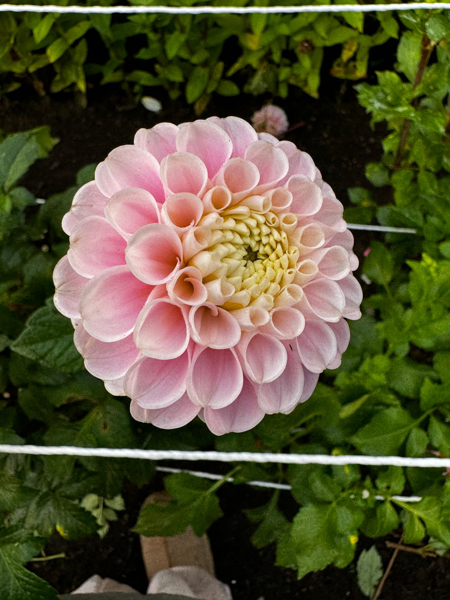 Wizard of Oz Dahlia Tuber