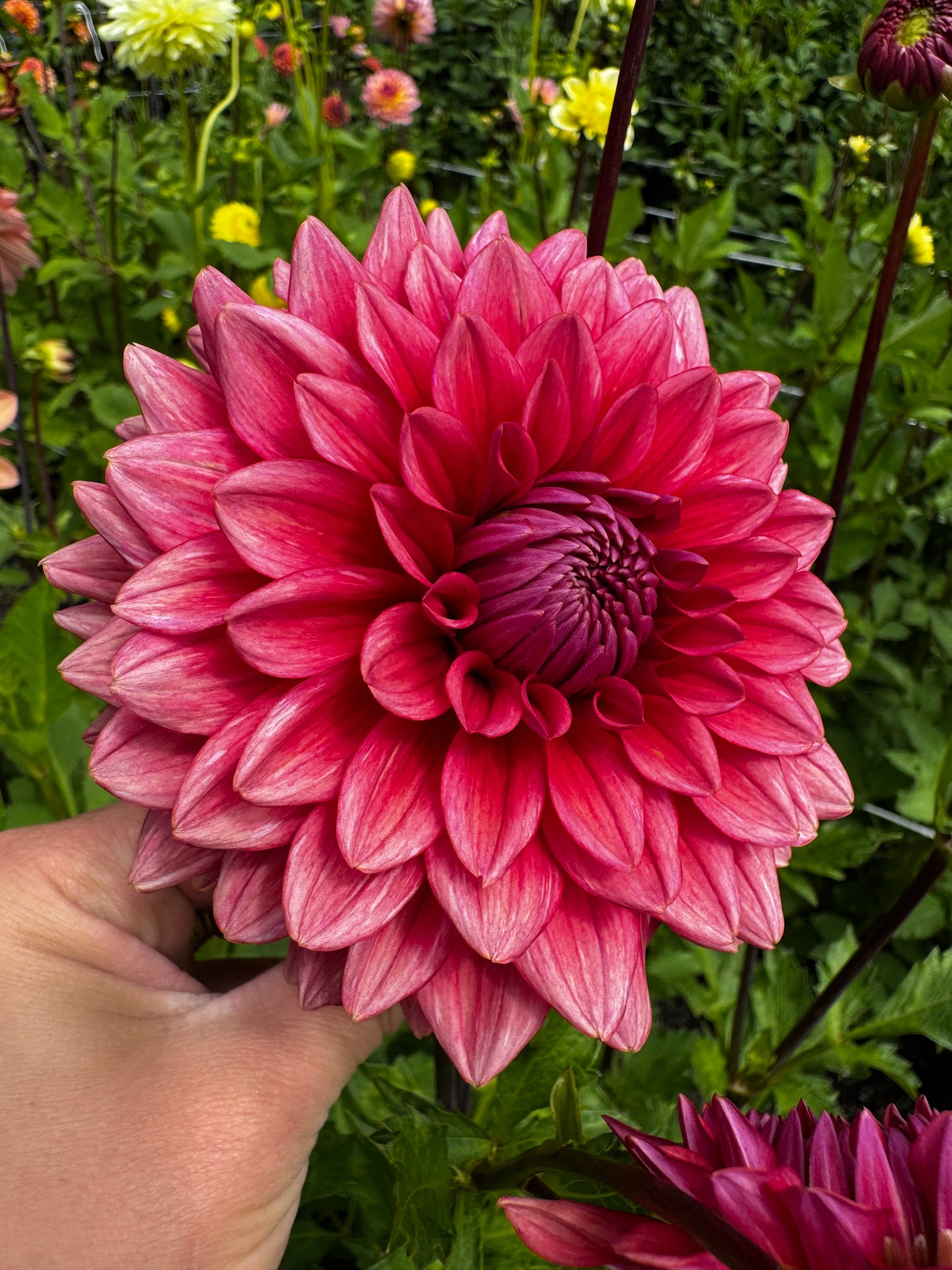Mystique Dahlia Tuber
