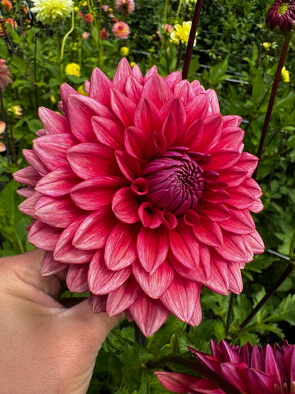 Mystique Dahlia Tuber