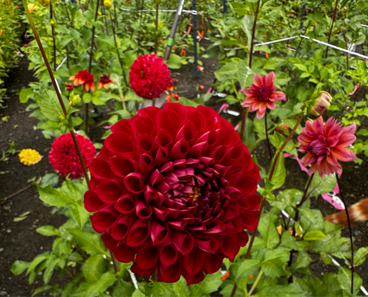 Cornel Dahlia Tuber
