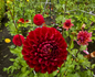 Cornel Dahlia Tuber