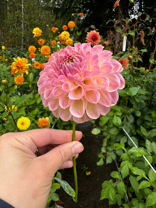 Clearview Peachy Dahlia Tuber