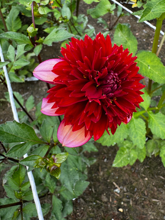Gitty Up Dahlia Tuber