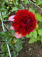 Gitty Up Dahlia Tuber