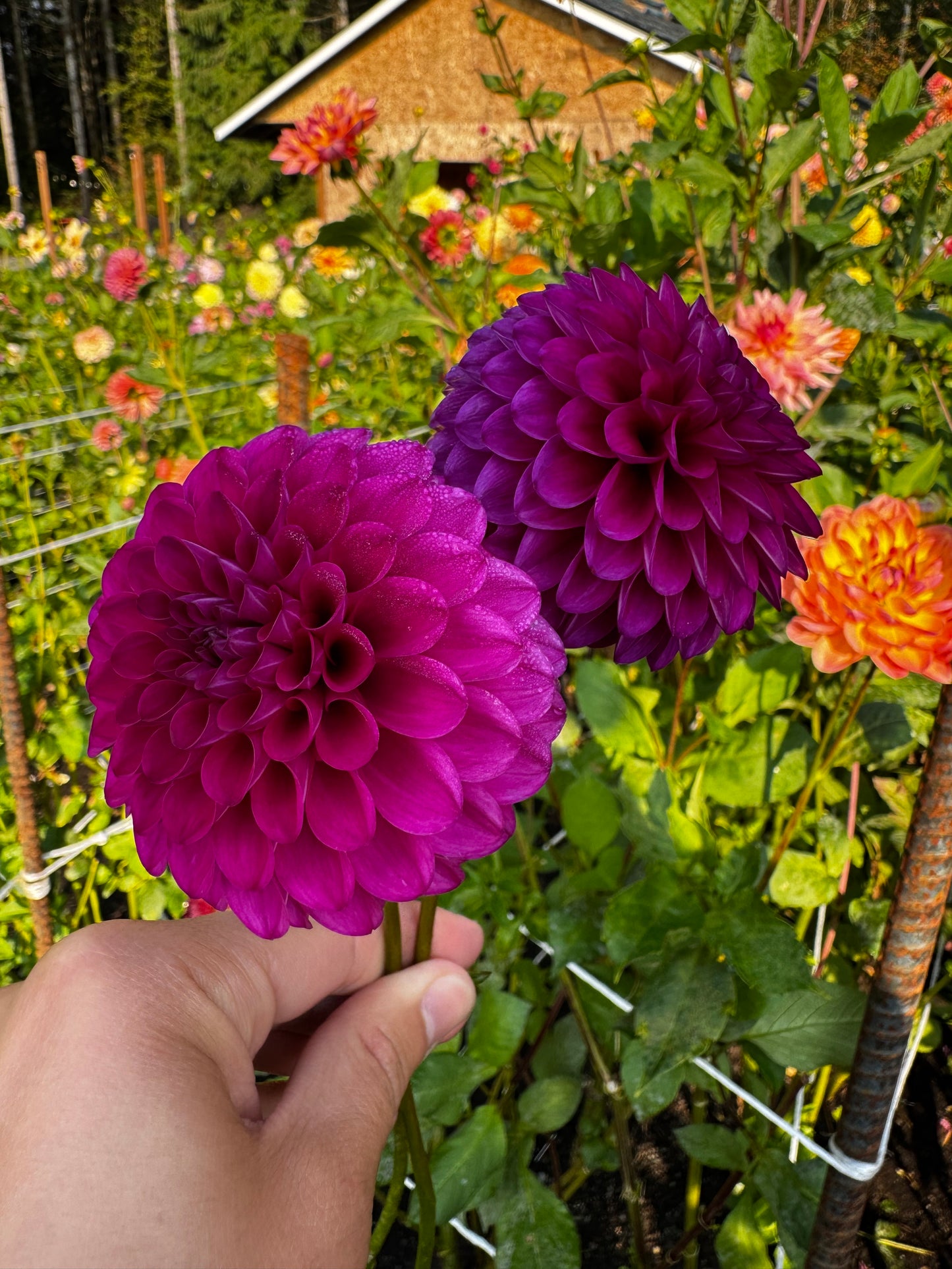 Hollyhill Regal Dahlia Tuber