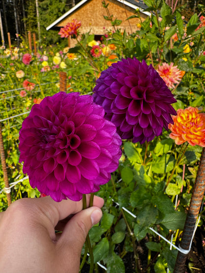 Hollyhill Regal Dahlia Tuber