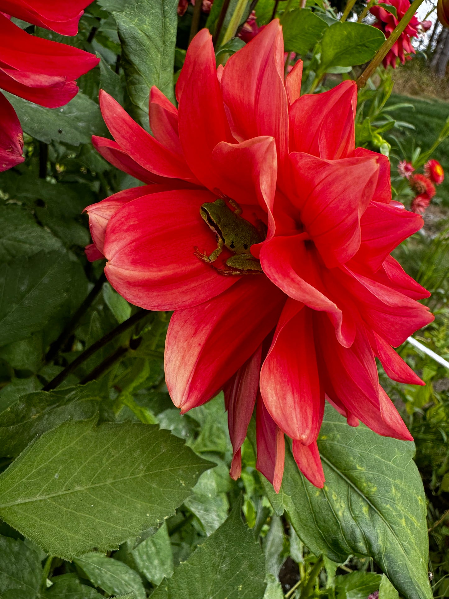 Cooper Blaine Dahlia Tuber