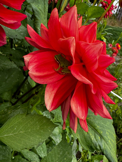 Cooper Blaine Dahlia Tuber