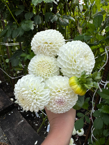 Hollyhill Miss White Dahlia Tuber