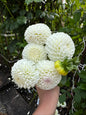 Hollyhill Miss White Dahlia Tuber