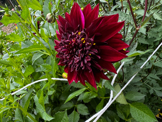 Soulman Dahlia Tuber
