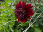 Soulman Dahlia Tuber
