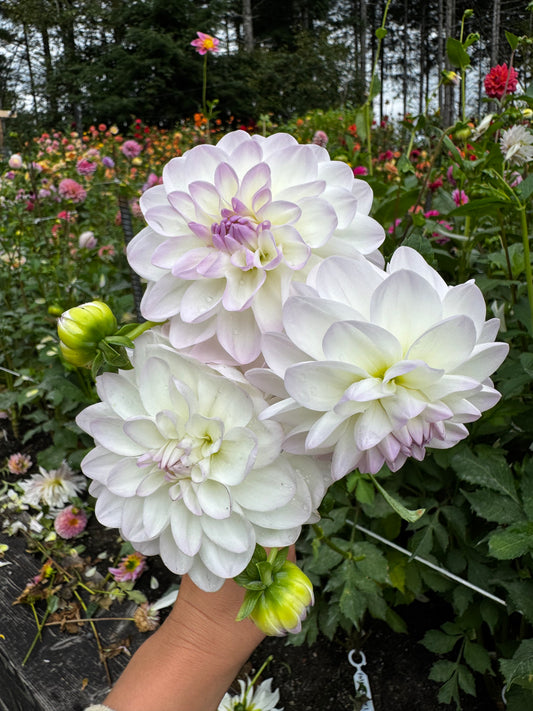 Eveline Dahlia Tuber