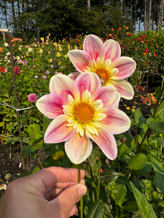 Ferncliff Dolly Dahlia Tuber