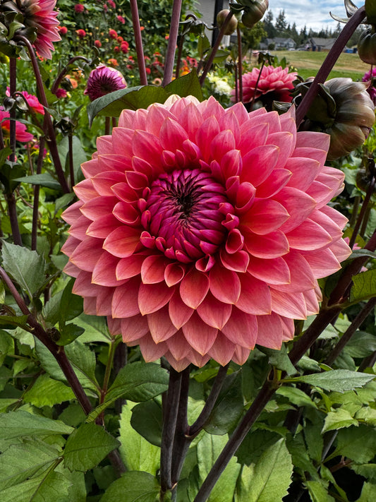Sweet Sanne Dahlia Tuber