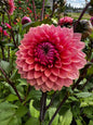 Sweet Sanne Dahlia Tuber