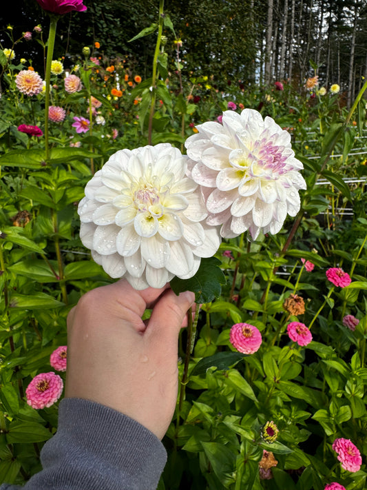 Last Dance Dahlia Tuber