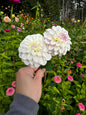 Last Dance Dahlia Tuber