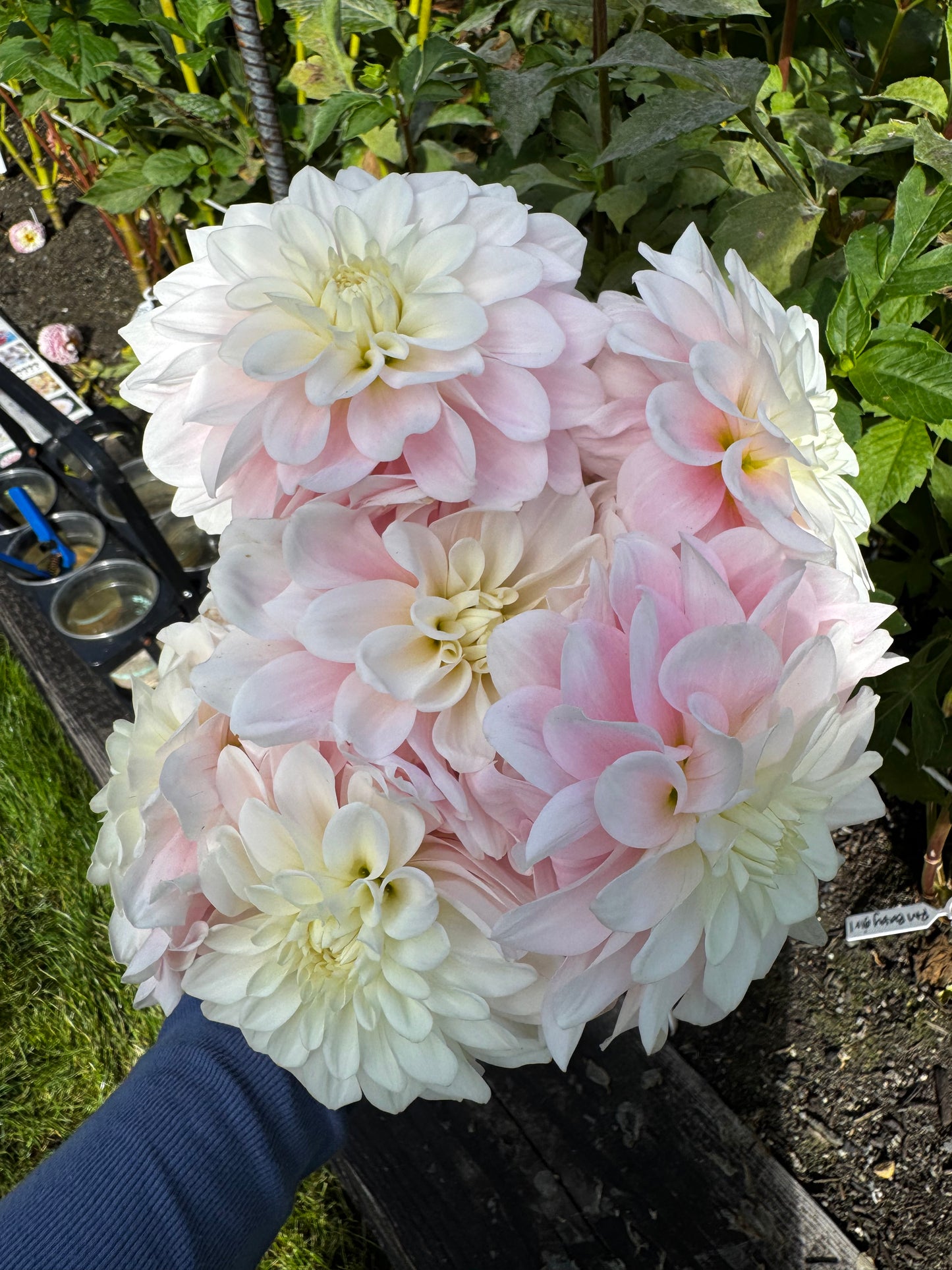 Daddy’s Girl Dahlia Tuber