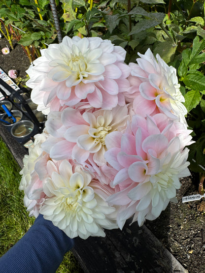Daddy’s Girl Dahlia Tuber
