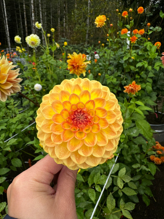 Blytons Softer Gleam Dahlia Tuber