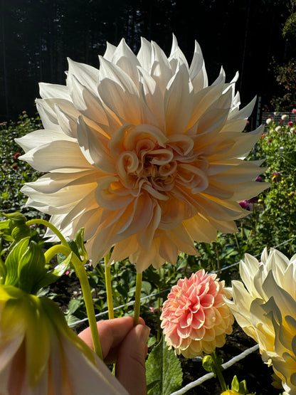 Cafe Au Lait Dahlia Tuber