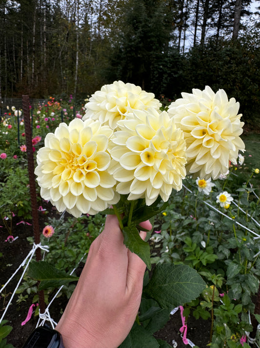 Creamy Dahlia Tuber