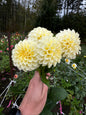 Creamy Dahlia Tuber
