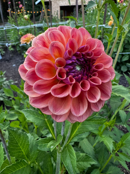 Chewy Dahlia Tuber