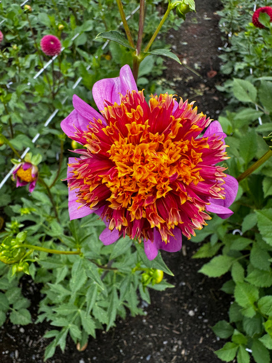 Mexico Dahlia Tuber