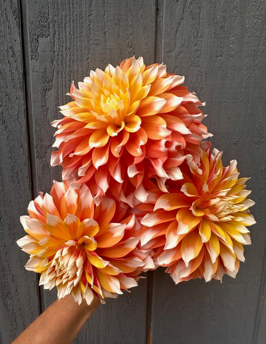 Bloomquist Candy Corn Dahlia Tuber