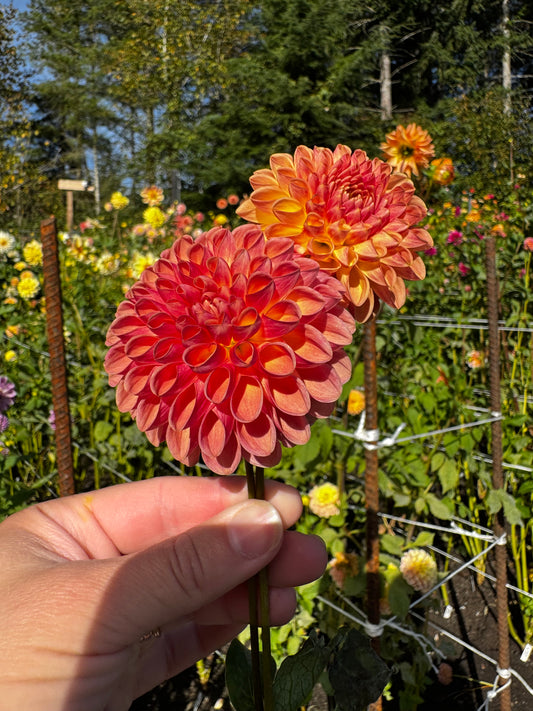 Cameo Peach Dahlia Tuber