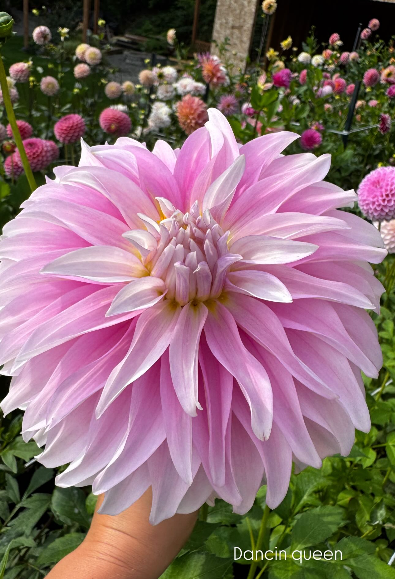 Dancin Queen Dahlia Tuber