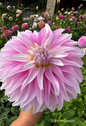 Dancin Queen Dahlia Tuber