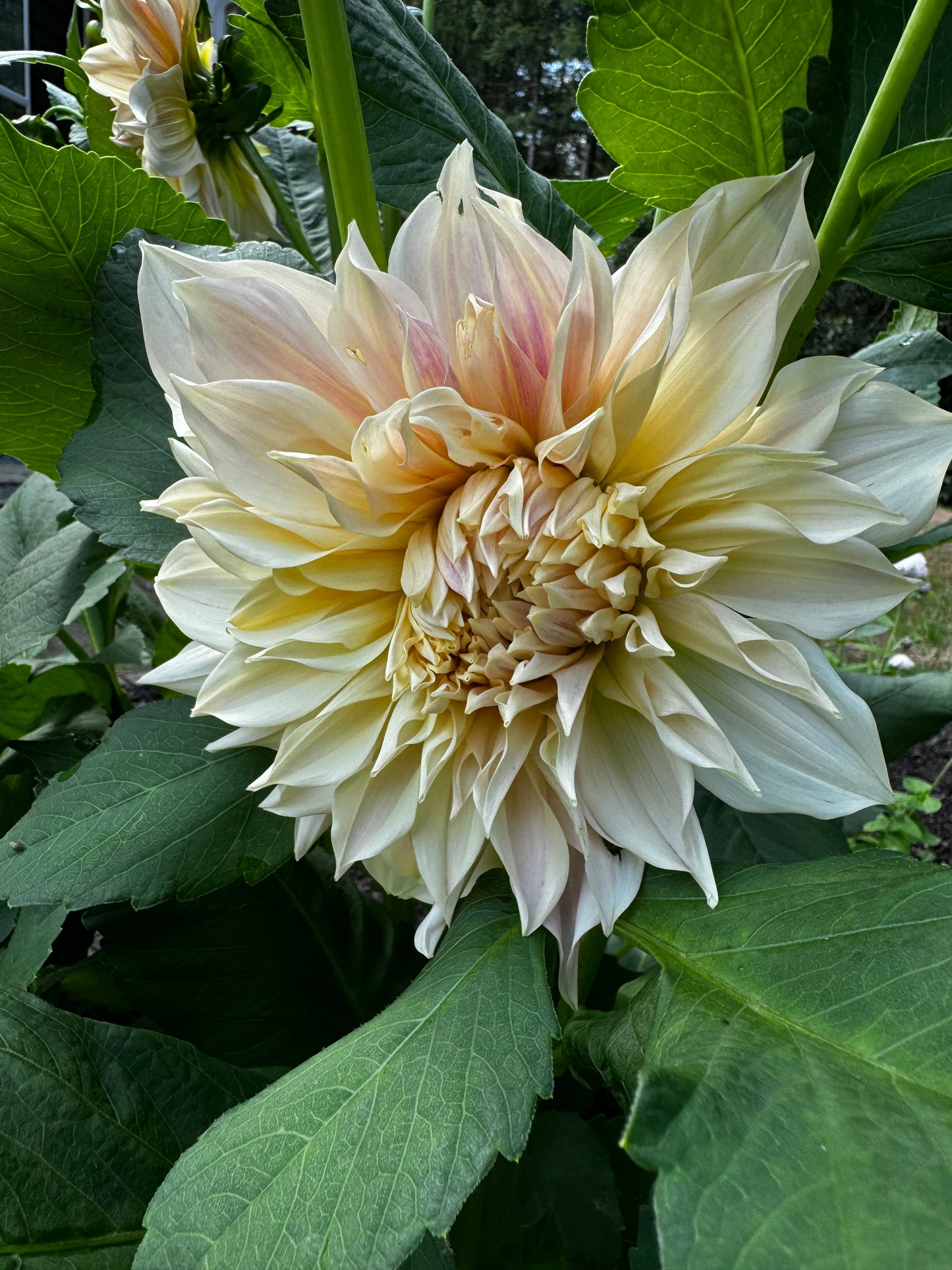 Cafe Au Lait Dahlia Tuber