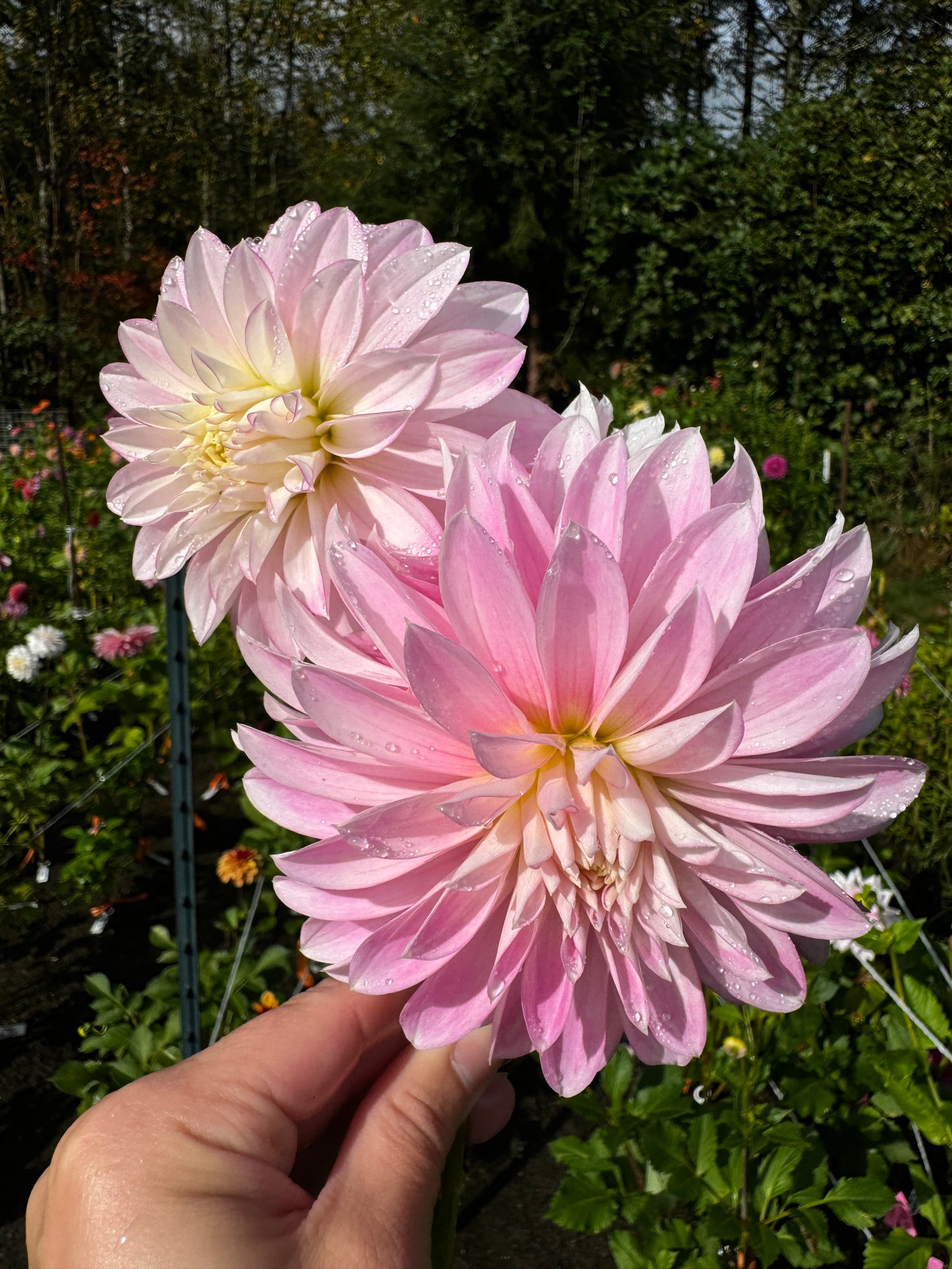 Alloway Candy Dahlia Tuber