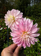 Alloway Candy Dahlia Tuber