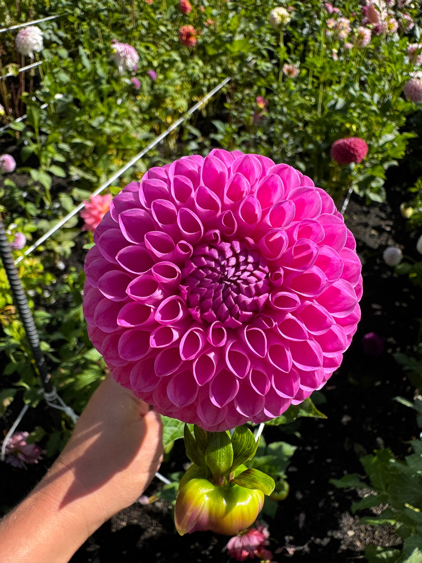 Narrows Pam Dahlia Tuber