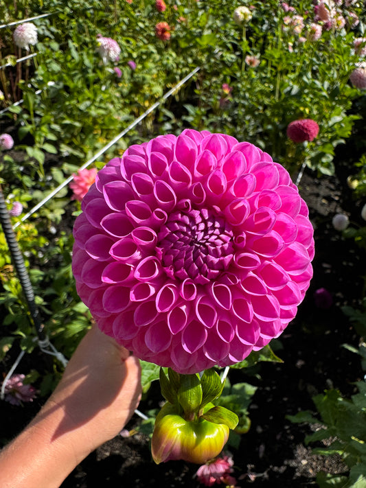 Narrows Pam Dahlia Tuber
