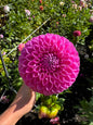 Narrows Pam Dahlia Tuber