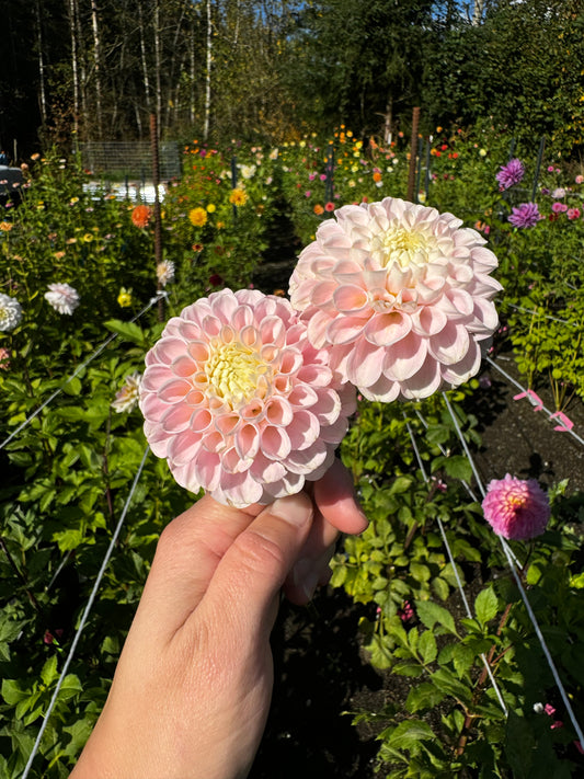 Wizard of Oz Dahlia Tuber