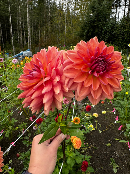 American Dawn Dahlia Tuber