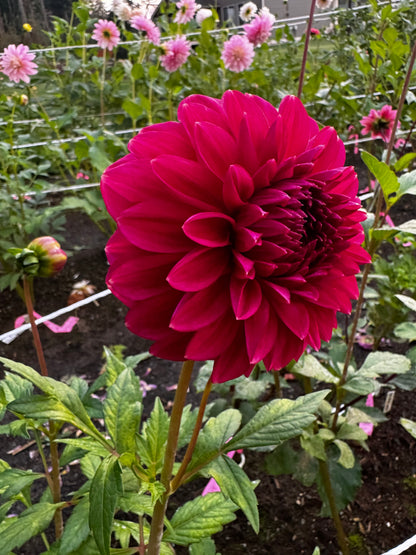 Perch Hill Dahlia Tuber Limit 2